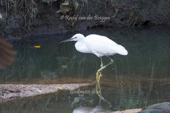 Egretta garzetta garzetta