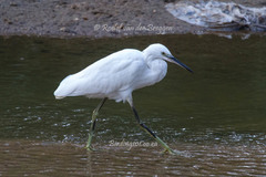 Egretta garzetta garzetta