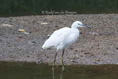 Egretta garzetta garzetta