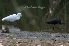 Egretta garzetta garzetta
