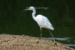 Egretta garzetta garzetta