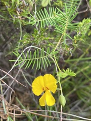 Gompholobium pinnatum