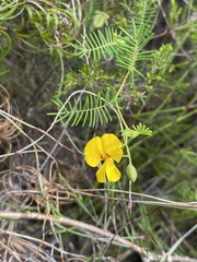 Gompholobium pinnatum