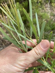 Acacia suaveolens