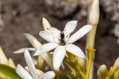 Jasminum simplicifolium