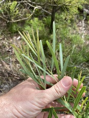 Acacia suaveolens