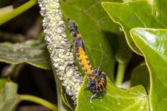 Chauliognathus apterus