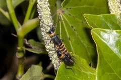 Chauliognathus apterus