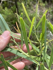 Acacia suaveolens