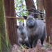 Japanese Serow - Photo (c) belvedere04, some rights reserved (CC BY-NC), uploaded by belvedere04
