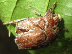 Adoretus tenuimaculatus