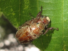 Adoretus tenuimaculatus