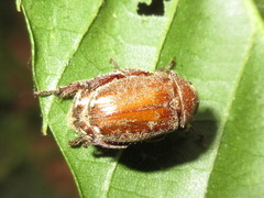 Adoretus tenuimaculatus
