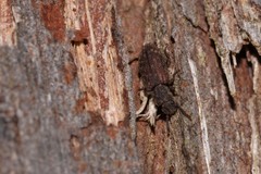Docalis funerosus
