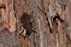 Docalis funerosus