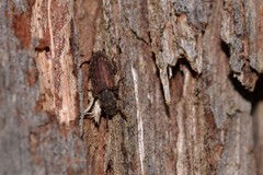 Docalis funerosus