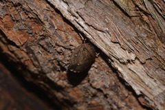 Platycoris bipunctatus