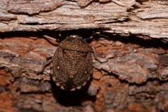 Platycoris bipunctatus