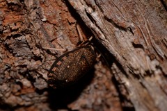 Platycoris bipunctatus