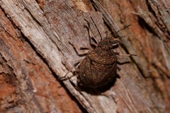Platycoris bipunctatus