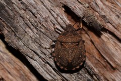 Platycoris bipunctatus