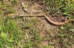 Chironius flavolineatus