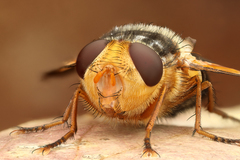 Microtropesa sinuata