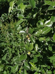 Pyrus nivalis