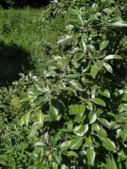 Pyrus nivalis