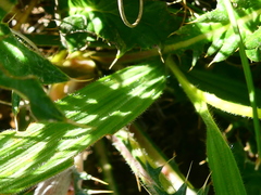 Babiana patula