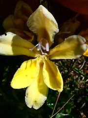 Babiana patula