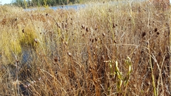Xyris montana