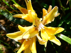 Babiana patula