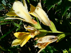 Babiana patula