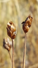 Xyris montana
