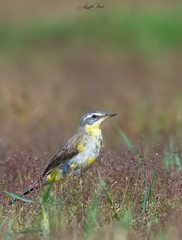 Motacilla tschutschensis