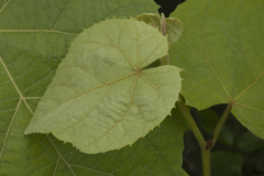 Tilia mandshurica