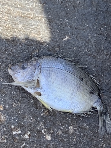 Annular seabream (Diplodus annularis) — Sparidae — 2