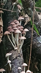 Fungi