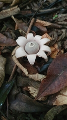 Geastrum