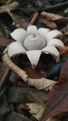 Geastrum