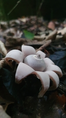 Geastrum
