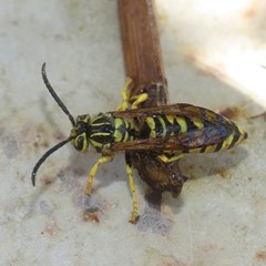 Vespula sulphurea