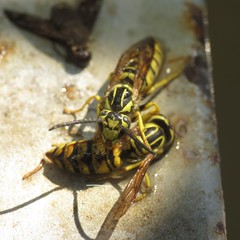 Vespula sulphurea
