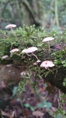 Fungi