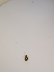 Periphyllus lyropictus