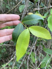 Melodinus australis