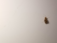 Periphyllus lyropictus