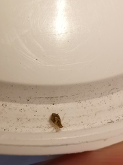 Periphyllus lyropictus