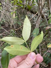 Melodinus australis